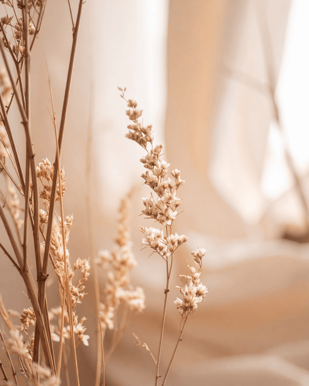 des fleurs séchées douce ambiance